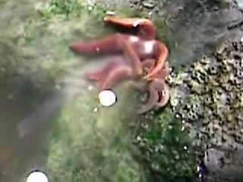Sea Star Spawning Event at Berkshire ...