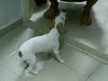 Ginger shake her bom bom