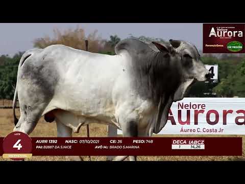 4� De Olho na Fazenda - NELORE AURORA participa��o Chico Paulic�ia