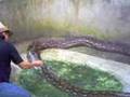 Python Prony is having a bath