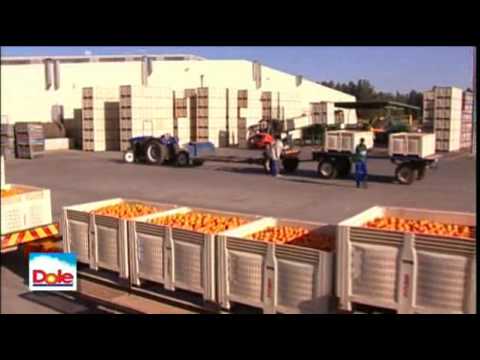 how to harvest oranges