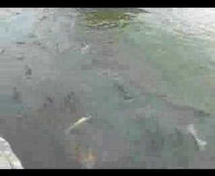 バスツアー 日光東照宮 バスツアー 日光東照宮