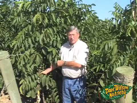 how to walnut tree