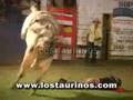TORO EL PIRATA - LOS TAURINOS MONTA DE TOROS COSTA RICA