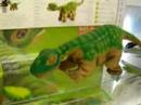 Pleo!