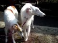 2010-03-09 | borzoi ~> ... (<span>1:)