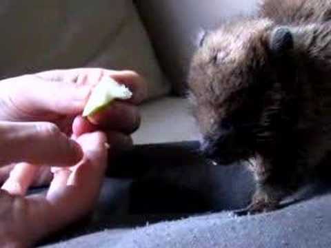 Hyrax cub eating