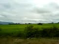 whellie bongok