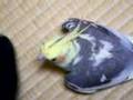 Cockatiel muses aloud, ぶつぶつ言うオカメインコ