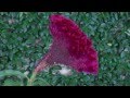 花花Flowers草草-玫瑰花Rose,雞冠花.無花果-西班牙Spain.摩洛哥.Morocco