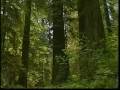 The Great Redwoods - Part 6
