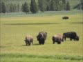 Buffalos ready to fight but flake out!!!