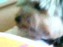 My Puppy