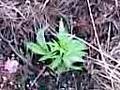 guerilla gardening