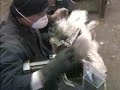 Inside a Turkey Breeding Facility