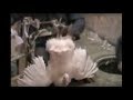 Inside a <b>Turkey</b> Breeding Facility