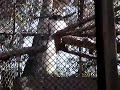 monkey business