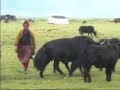 Yak Attack Yak Attack