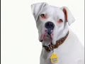 Microchipping for Your Dog or Cat