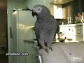 El Loro Rapeador