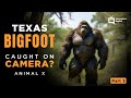videos de Part 3 Texas Bigfoot - Animal X Natural Mystery Unit