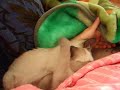 the  pron: thee  most cute kitten fight