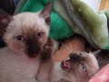 This is by far the cutest kitten fight in history. Forget Alien vs Predator, these two vicious animals stop at nothing to give you heart pumping, adrenaline pushing cat on cat action.Ok. I'm over(re)acting. In fact these are our kittens when they were still young and innocent. They grow more naughty day by day. They are bigger now, so easier to find after some bad behavior ;)