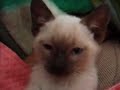the  pron: thee  most cute kitten fight