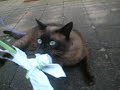 My Funny Little Tonkinese Cat