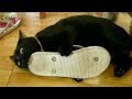 DO 50 PUSH UPS if YOU LAUGH challenge - Best FUNNY ANIMAL compilation DO 50 PUSH UPS if YOU LAUGH challenge - Best FUNNY ANIMAL compilation
