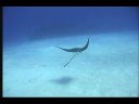 Diving Grand Cayman Diving Grand Cayman