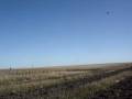 videos de Pheasant huntring Kennebec South Dakota