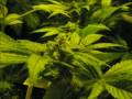 nycd-growin-ganja-farmer.html