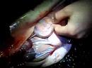 Embryos of Spiny Dogfish