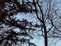 Active squirrel 活躍松鼠