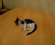 Cat-dances-to-Ligeti