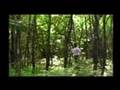 PER UN PUGNO DI FUNGHI - estratti del documentairo