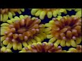 cnidaria-coloniais.html