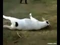 Cabras hipnotizadas!