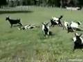 Cabras-hipnotizadas