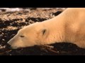 Inherent Threats to Polar Bears