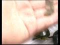 videos de National Geographic casero