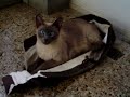 bomboncito y su bolsa