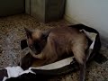 bomboncito y su bolsa