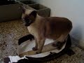 bomboncito y su bolsa