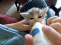 Kitten Feeding Kitten Feeding