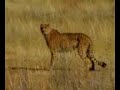 Gepard verfolgt Antilope lustig