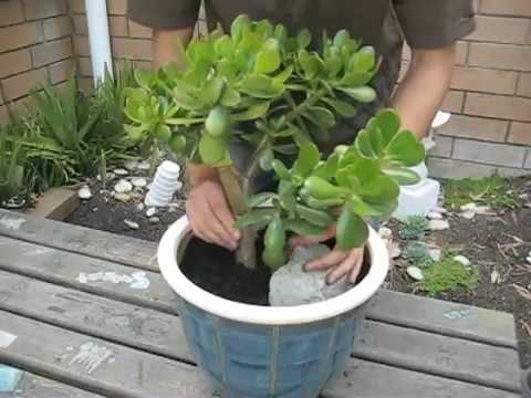 how to replant jade