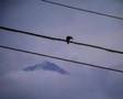 mountain-wire-bird-s