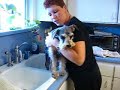 Doggy Bath Doggy Bath